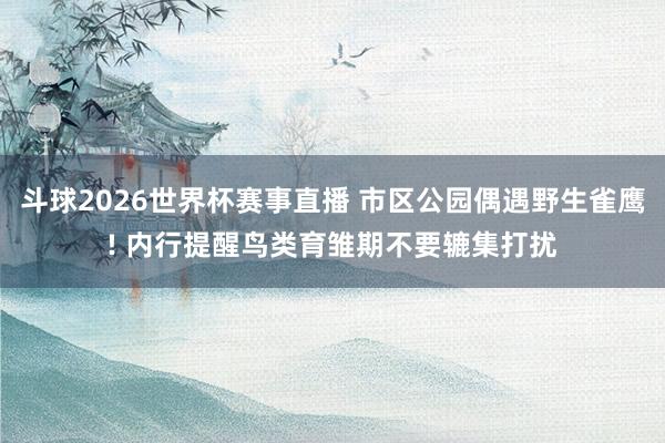 斗球2026世界杯赛事直播 市区公园偶遇野生雀鹰! 内行提醒鸟类育雏期不要辘集打扰